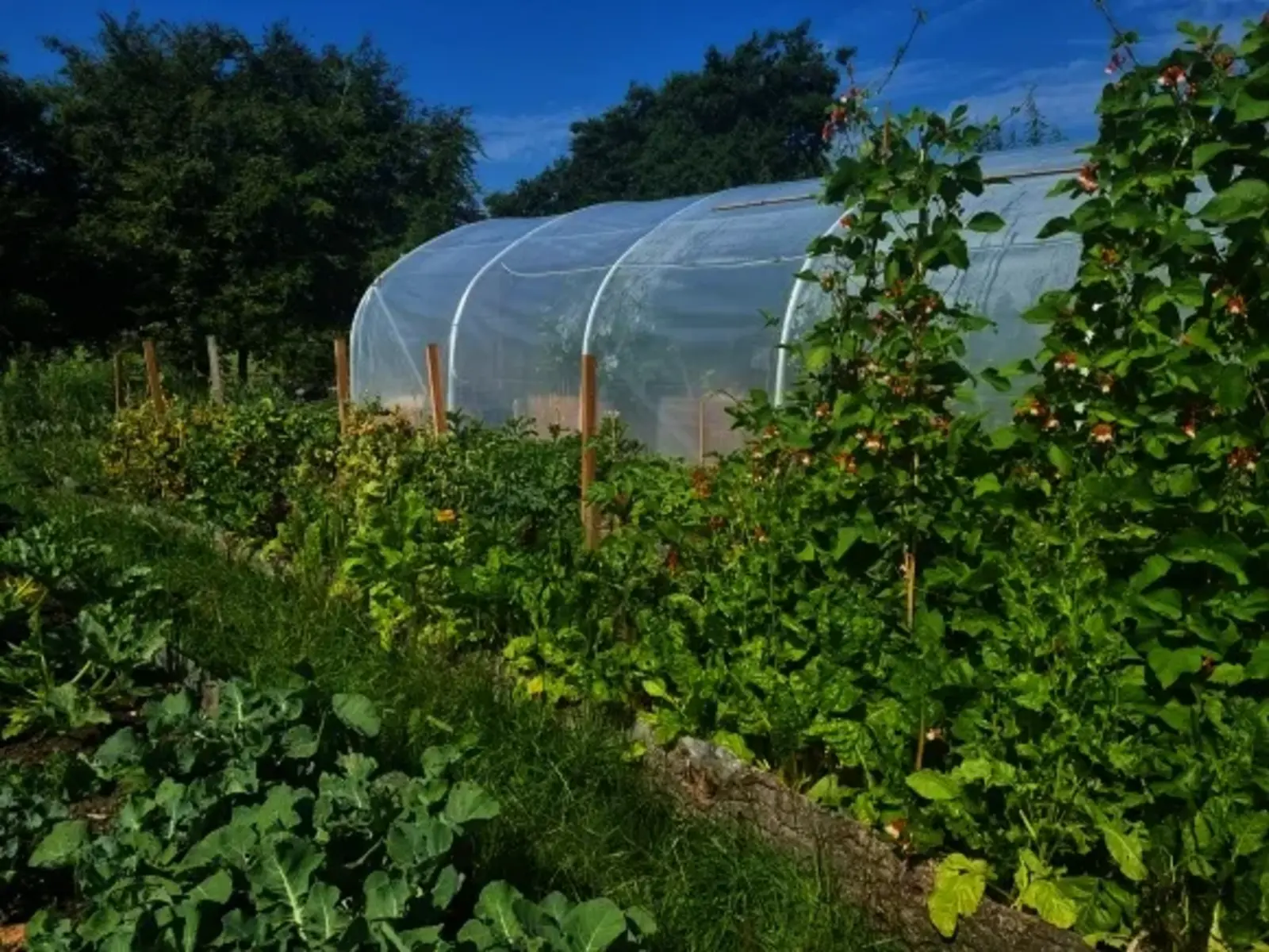 Polytunnel and raised beds at the Kirn Primary site