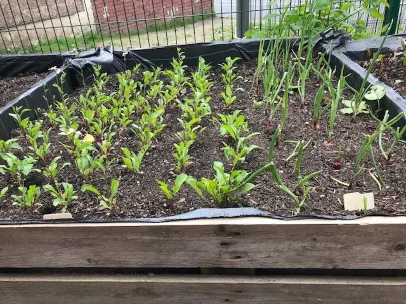 Raised beds
