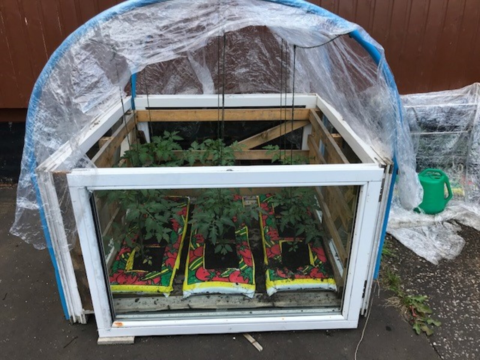 Recycled windows help the tomatoes get off to a good start