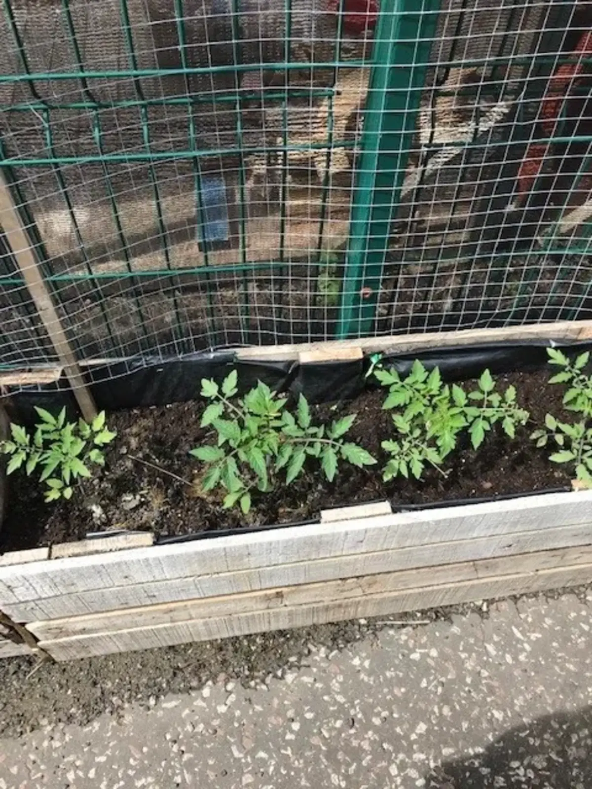 Tomato bed