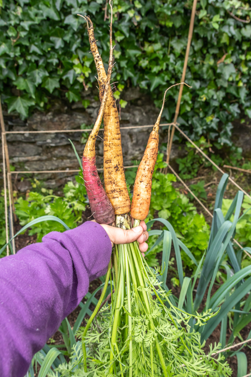 Carrots grown by a Dùthchas member