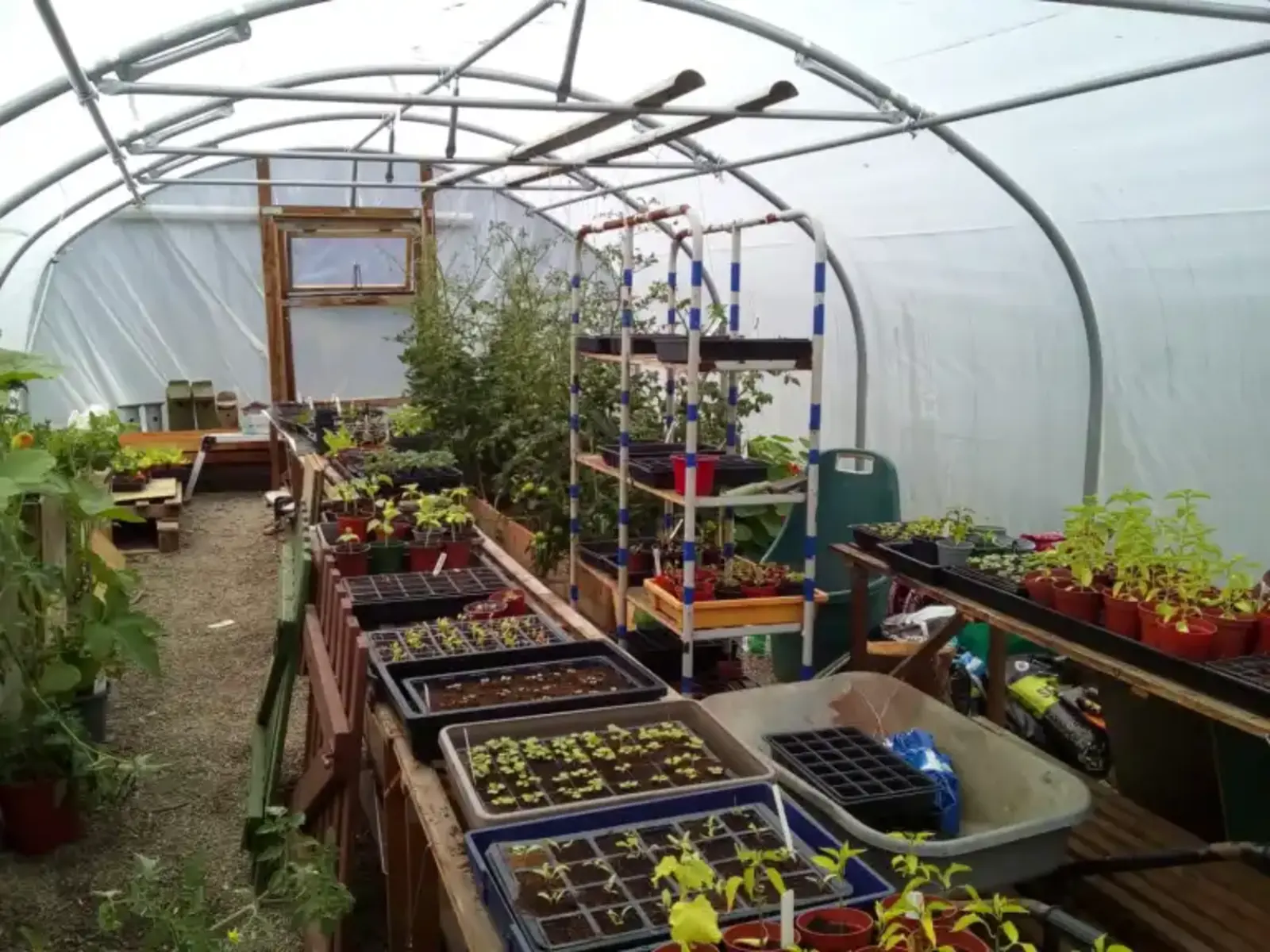Inside the polytunnel with lots of seeds coming up