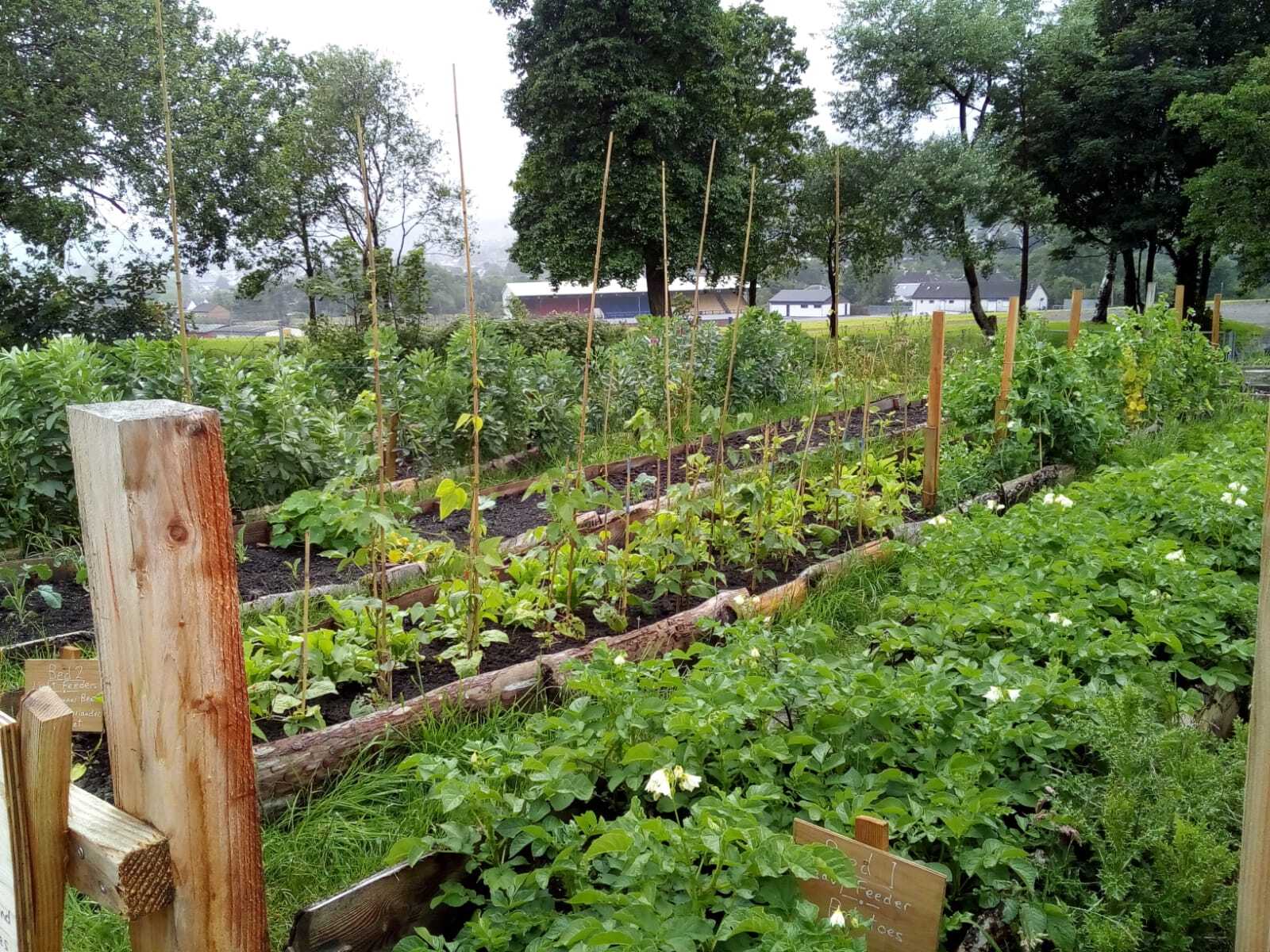 Beans and potatoes in the raised beds during the first summer of the project