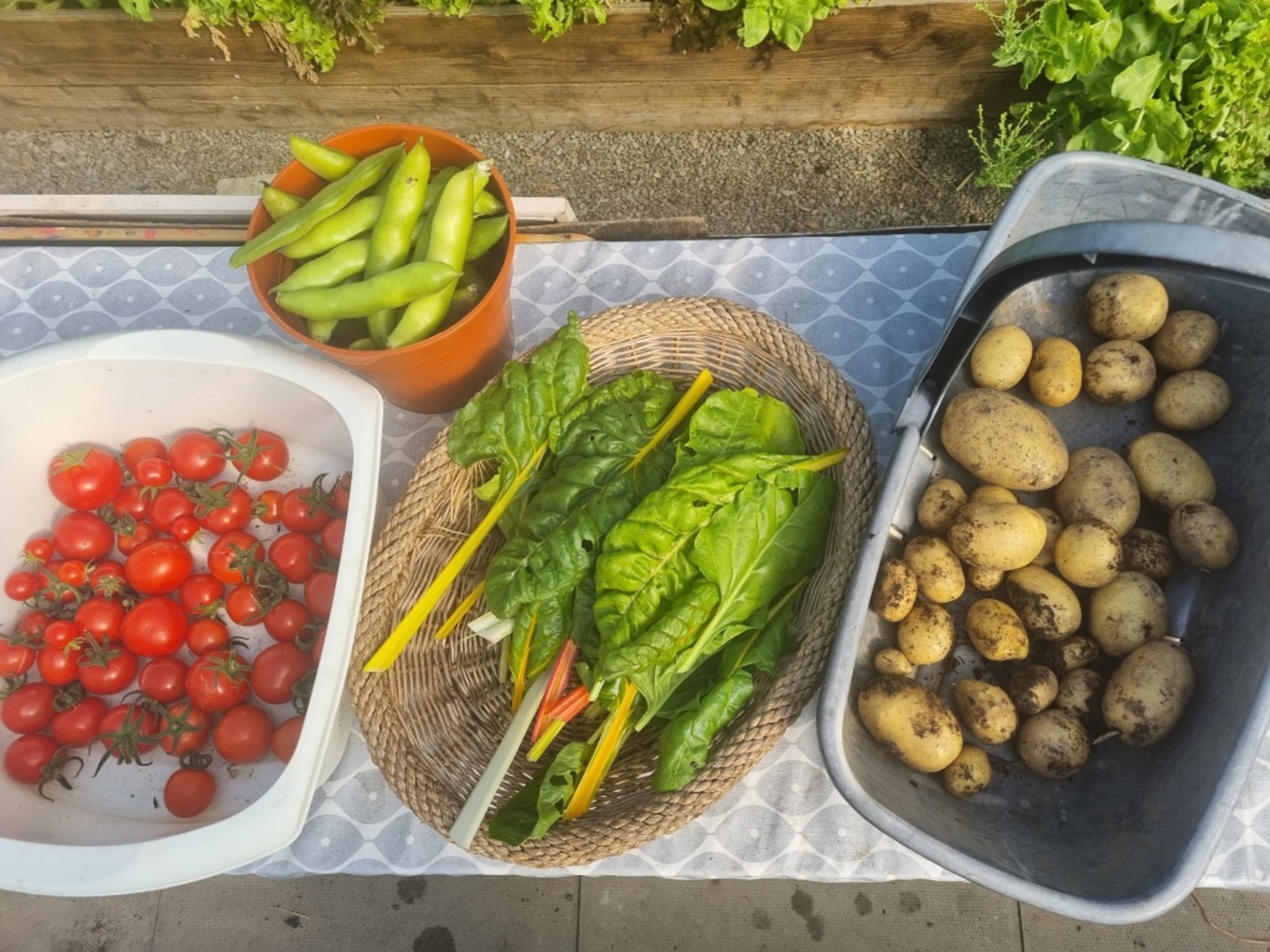 Produce from the first year of the garden 
