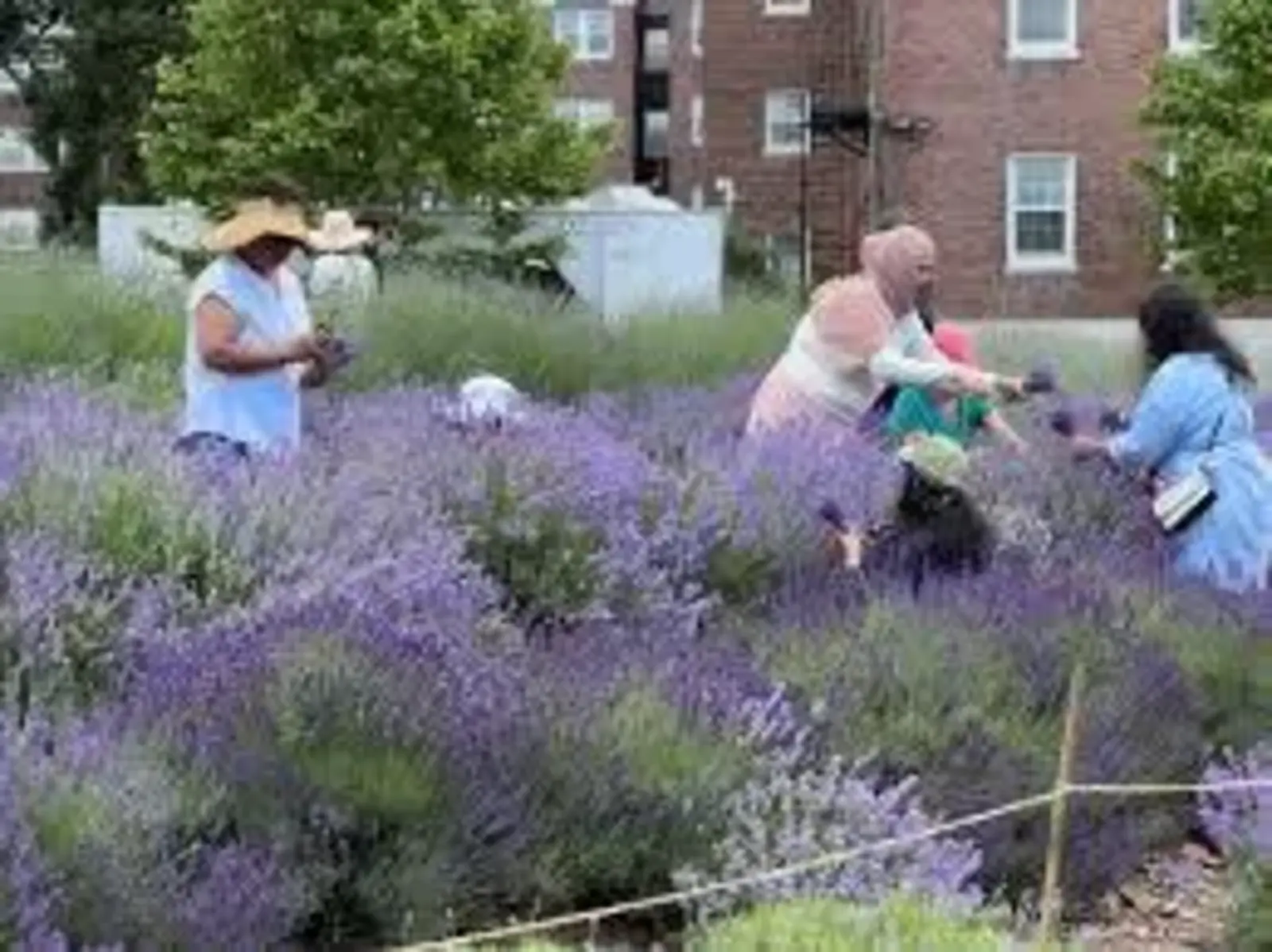 Lavender Field | EARTH MATTER.